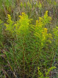 Solidago missouriensis